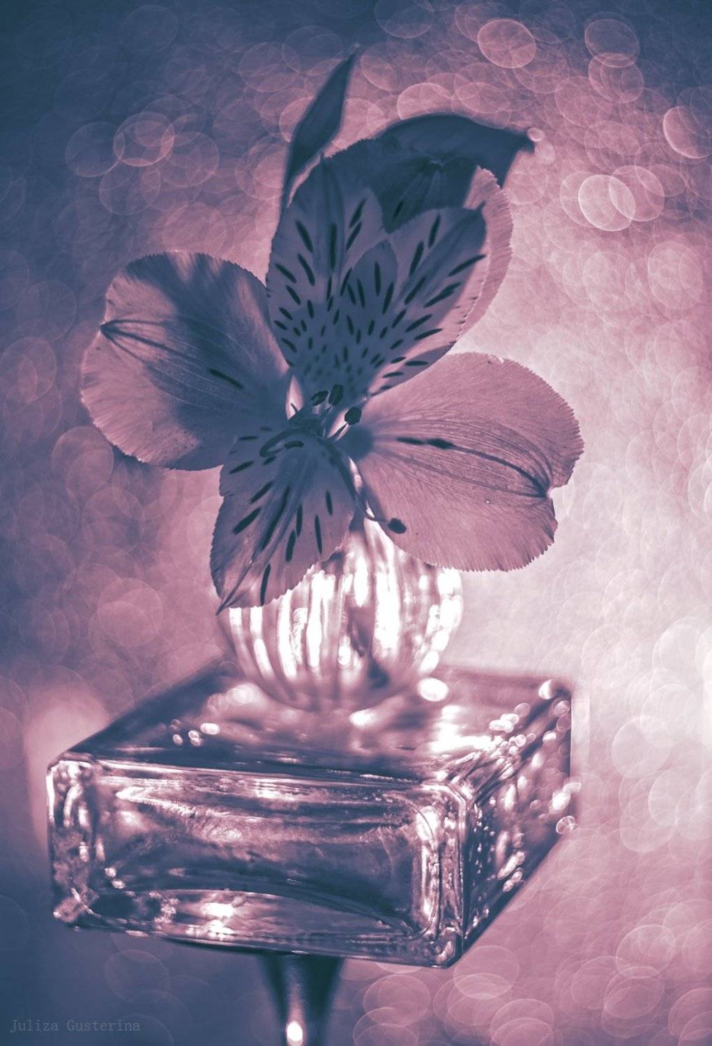 , Юлия Густерина