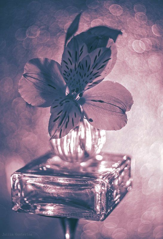 ♥ фото превью