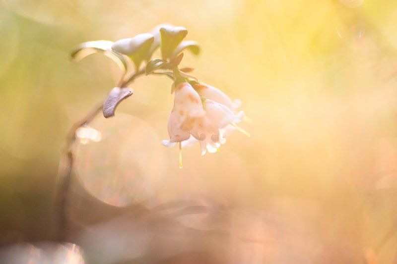 брусника, цветы, природа,макро, растение,цветок, весна, flower, flowers, macro, nature, plants Цветение брусники фото превью