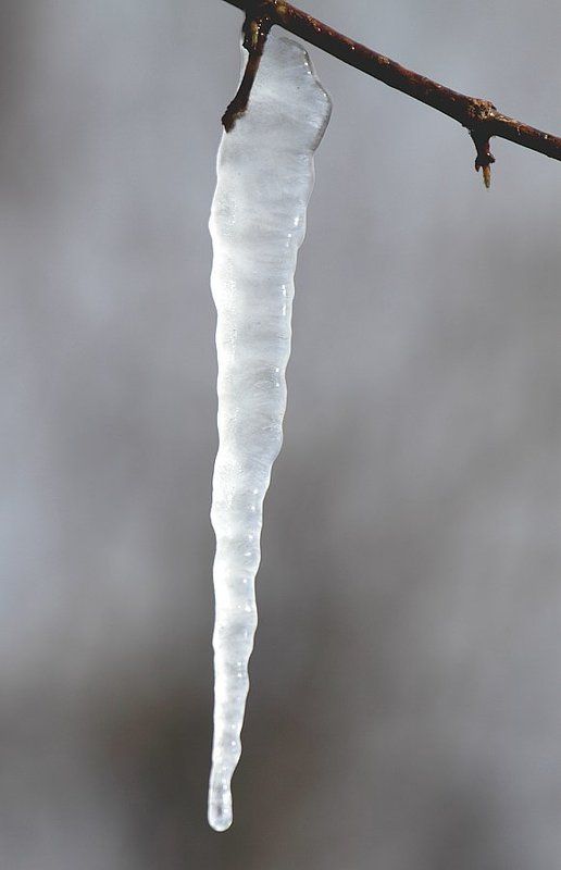 Кленовый сок фото превью