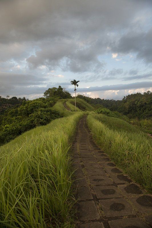 бали, тропа, рисовые террасы, пальма, закат,  Тропа Художников фото превью
