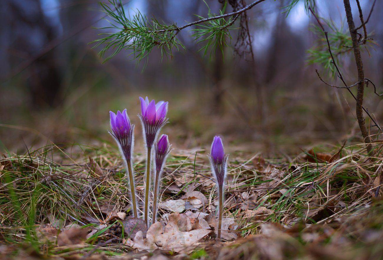сон -трава, прострел, анемона, Галанзовская Оксана
