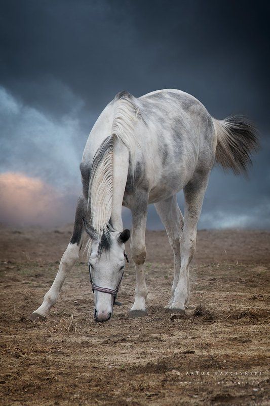 Freedom фото превью