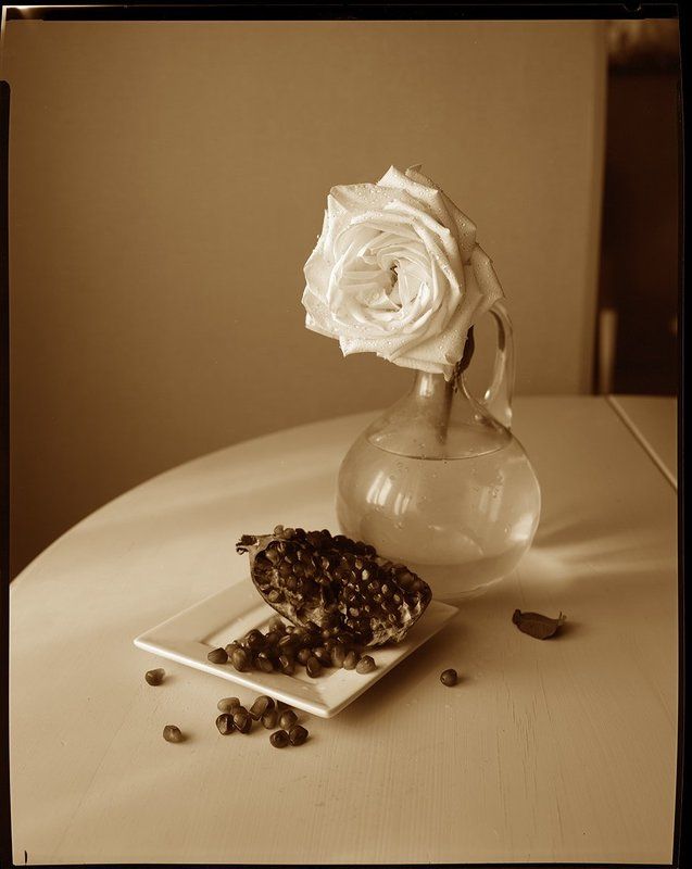 lage format 8x10 Белая роза фото превью