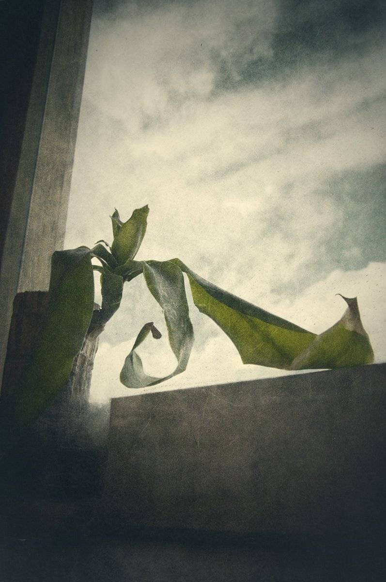 растение, флора, листья, комнатное, окно, подоконник, небо, Игорь Токарев