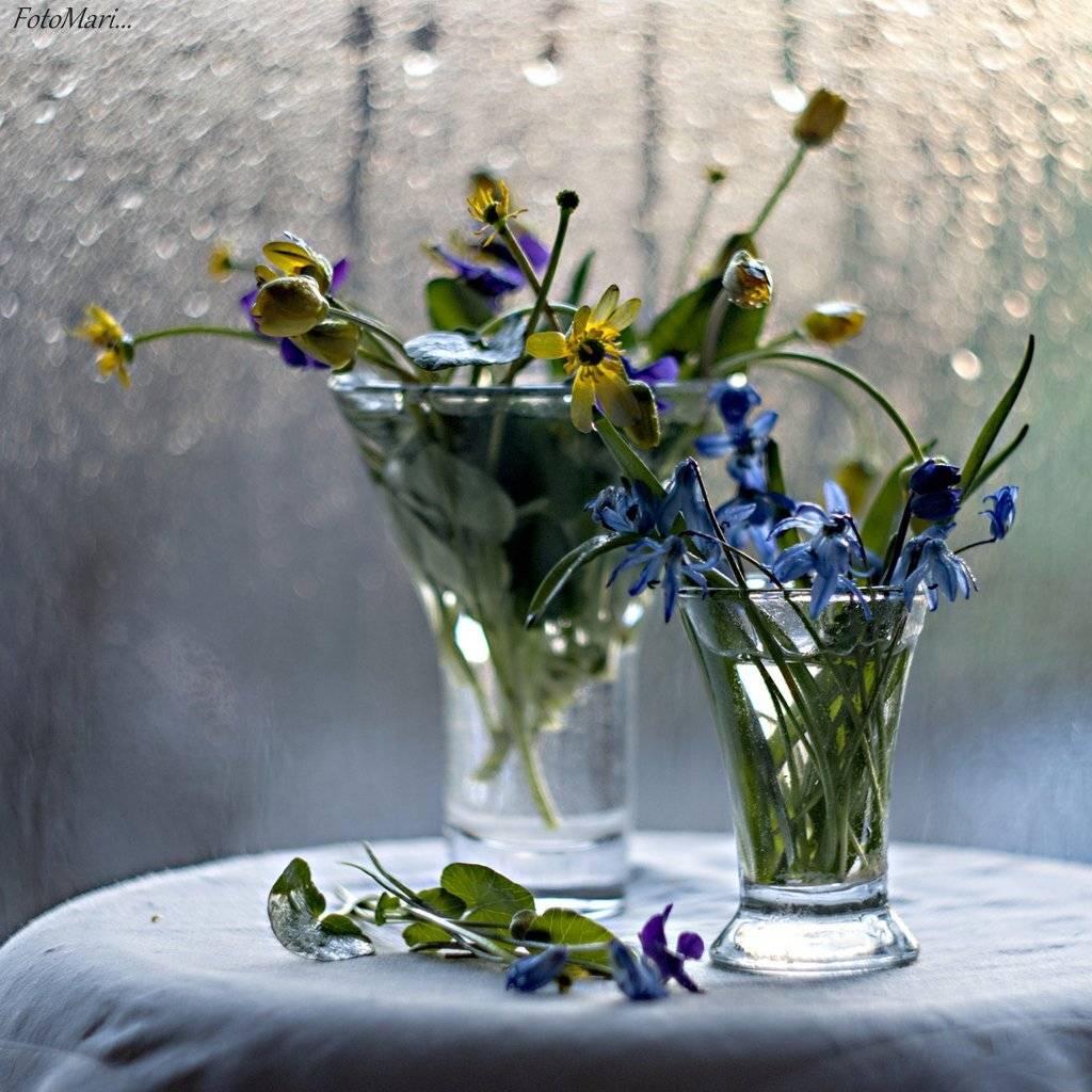 , Марина Соколова