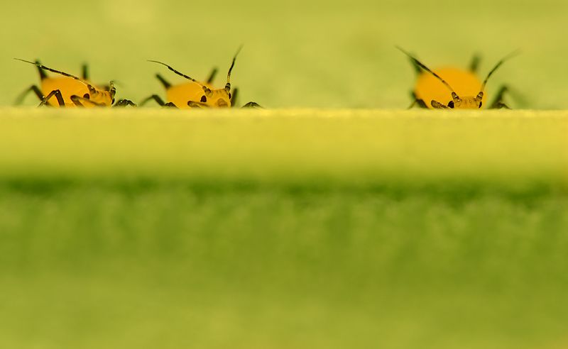 тля желтая лист наблюдатели насекомые Наблюдатели фото превью