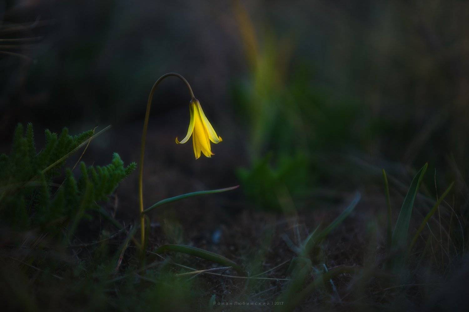 весна, цветок, зелень, макро, природа, крым, коктебель, россия, Роман Любимский