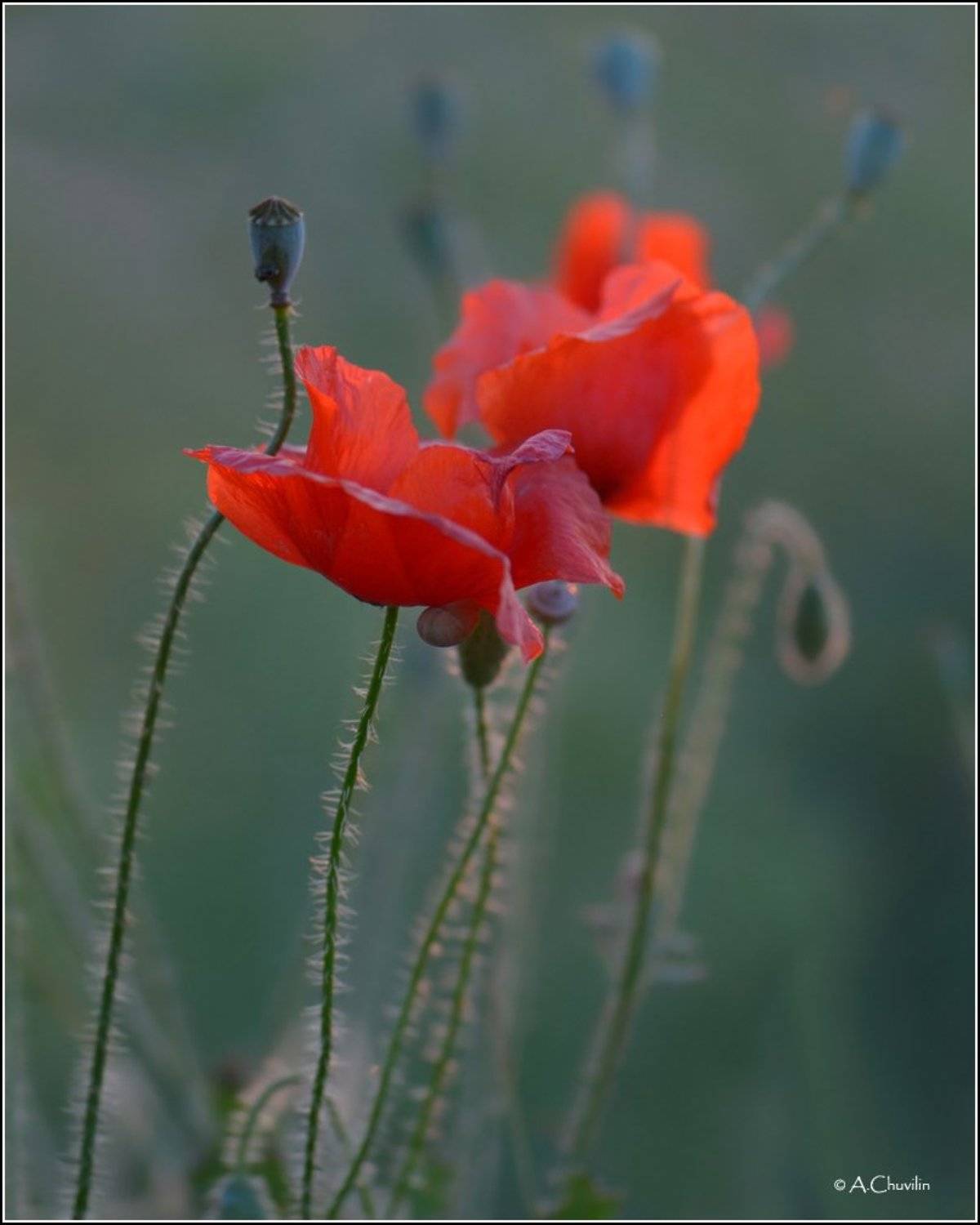 вечер,маки, Александр Чувилин
