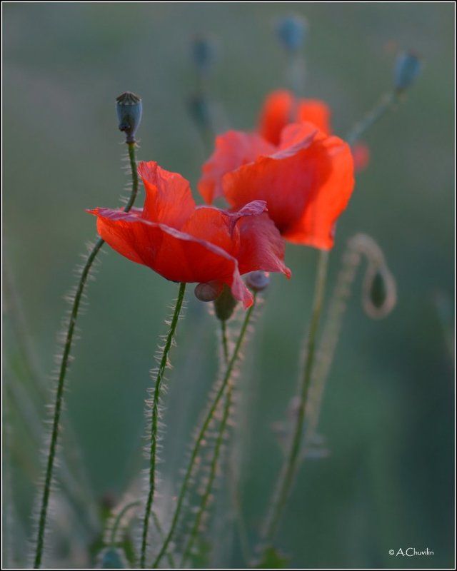 вечер,маки Вечерние маки фото превью