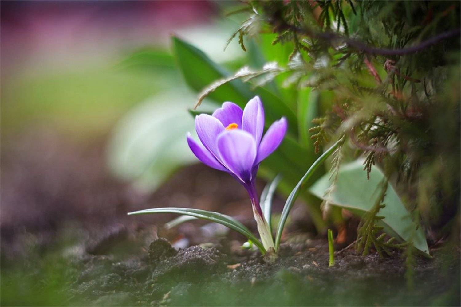 , Наталья Ова