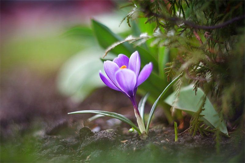 *** фото превью