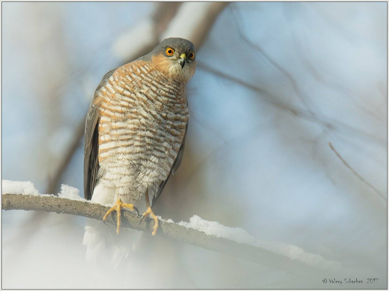 , Валерий Субачев