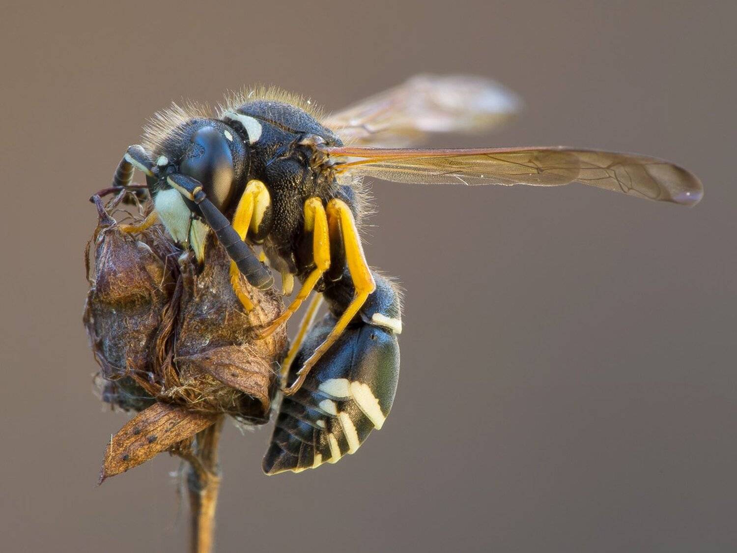 , Кузнецов Дмитрий