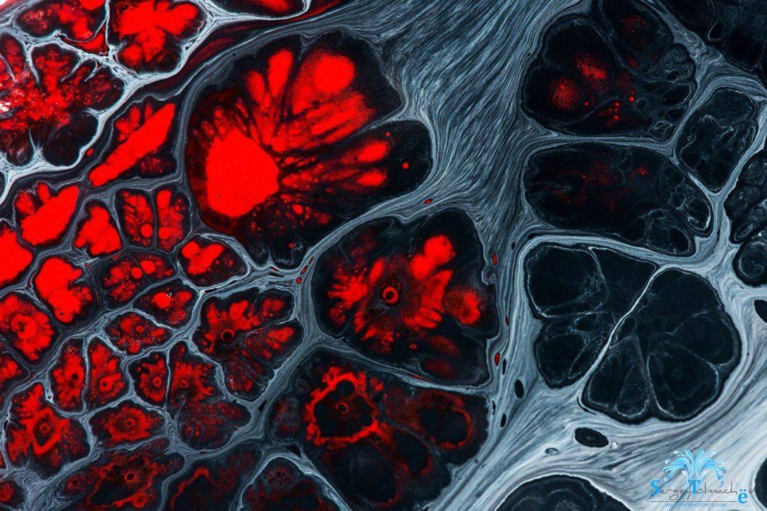 капли, жидкость, макро, арт, всплеск, сергейтолмачев, liquidart, art, liquid, Сергей Толмачев