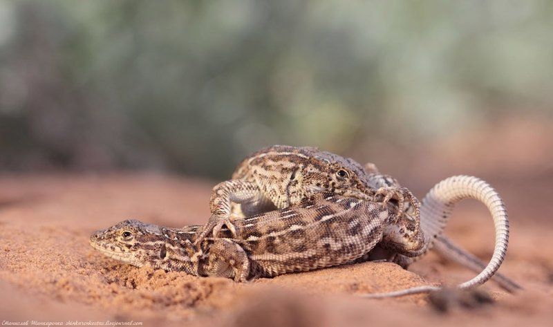 Объятья ящурок фото превью