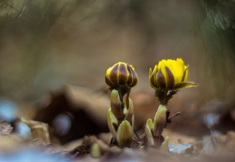 Приветствие весны... фото превью