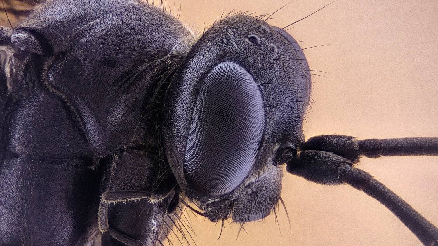 ceclii,macro,lgg4, extremmacro,  макро, Tsvetan Ganev