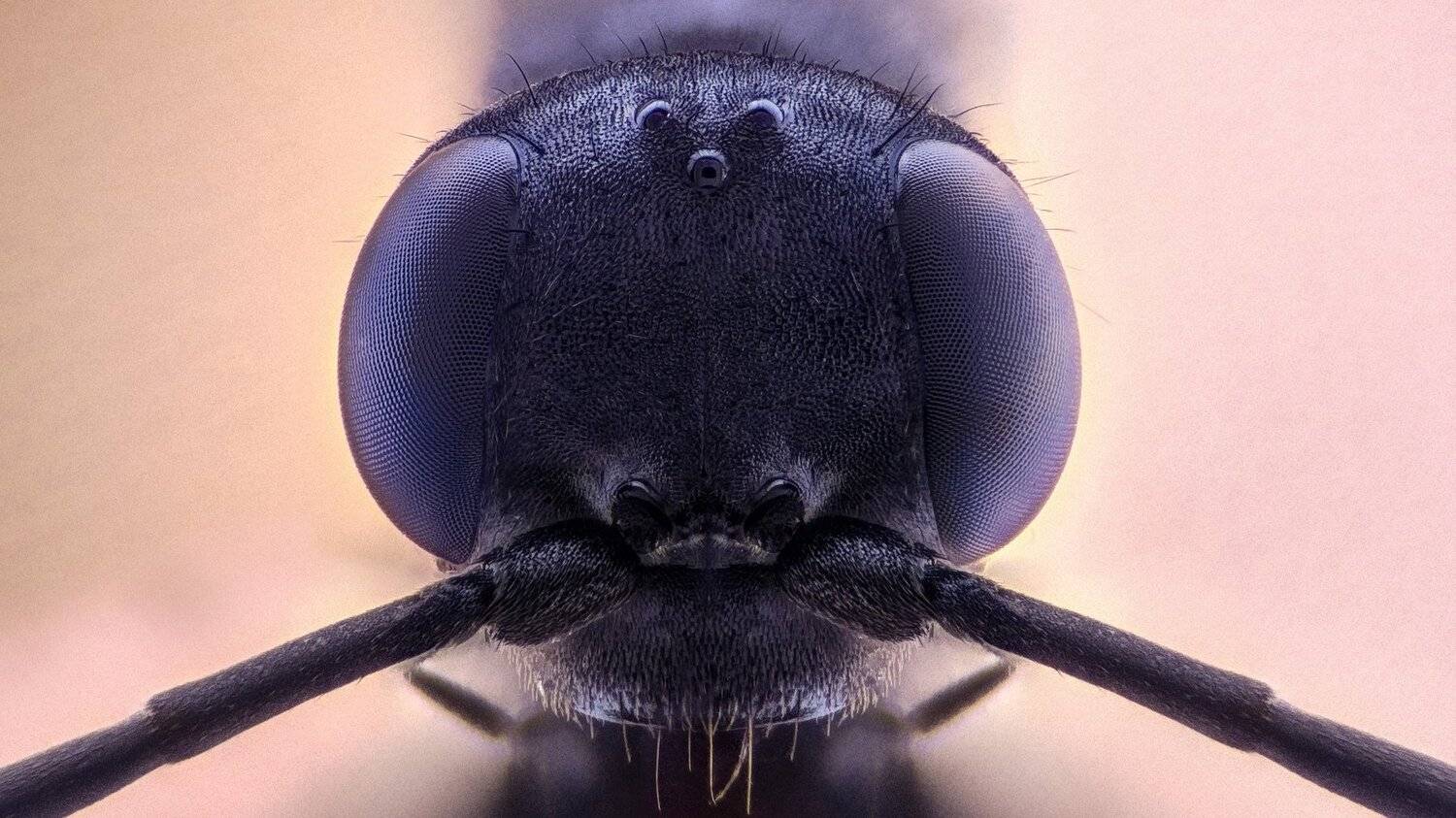 ceclii,macro,lgg4, extremmacro,  макро, Tsvetan Ganev