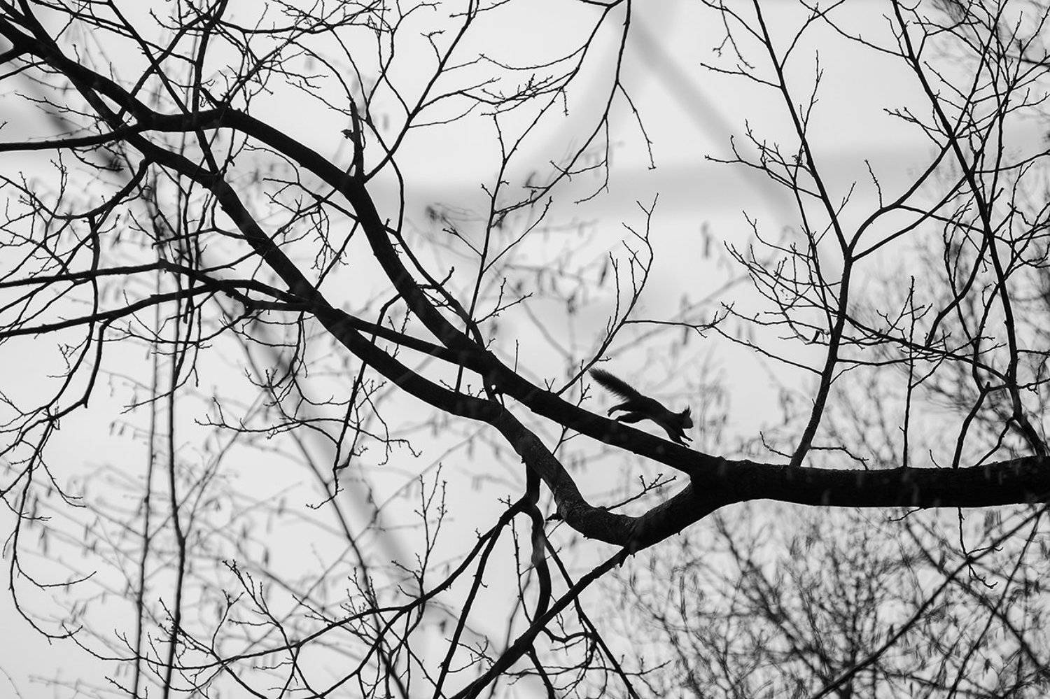 , Алексей Шамашов