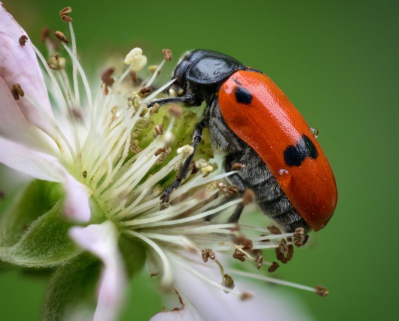 Портрет жука листоеда фото превью