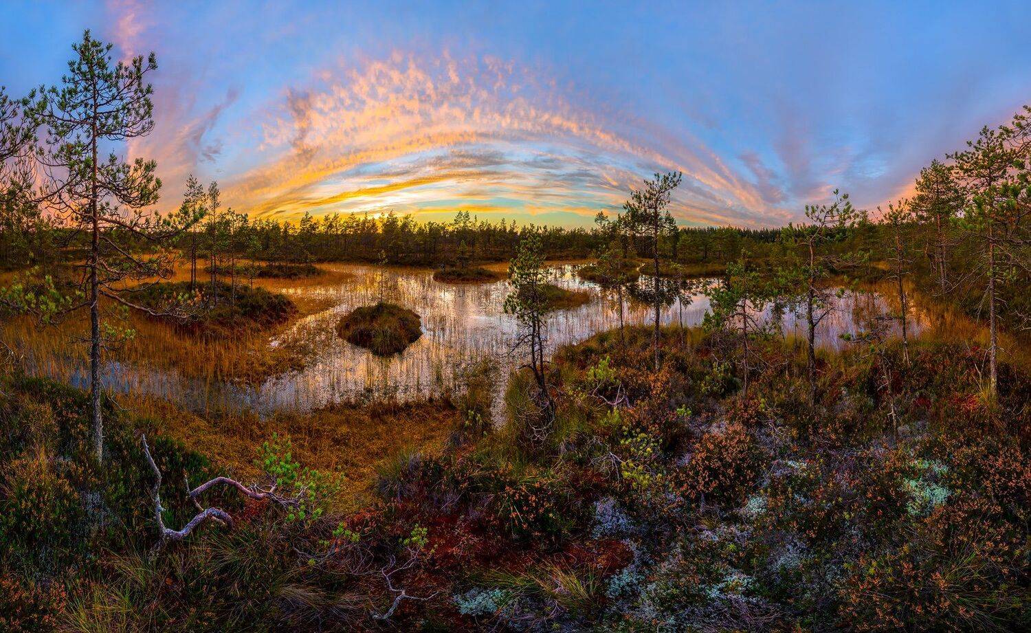 ленинградская область, болото, осень, фототур, сосны, осень, сумерки, закат, мох., Лашков Фёдор