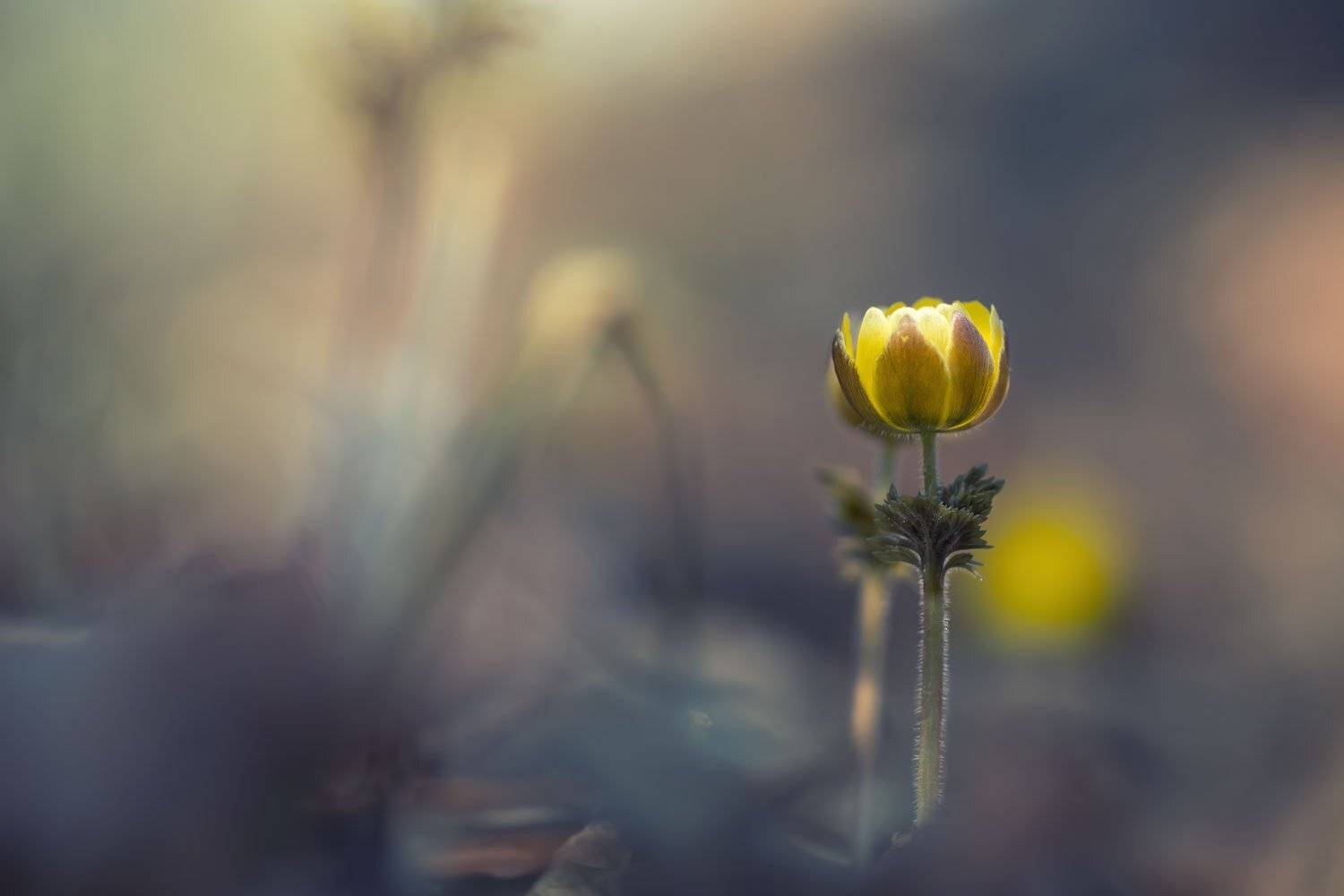 адонис амурский, приморье, цветы, Шинкарева Елена