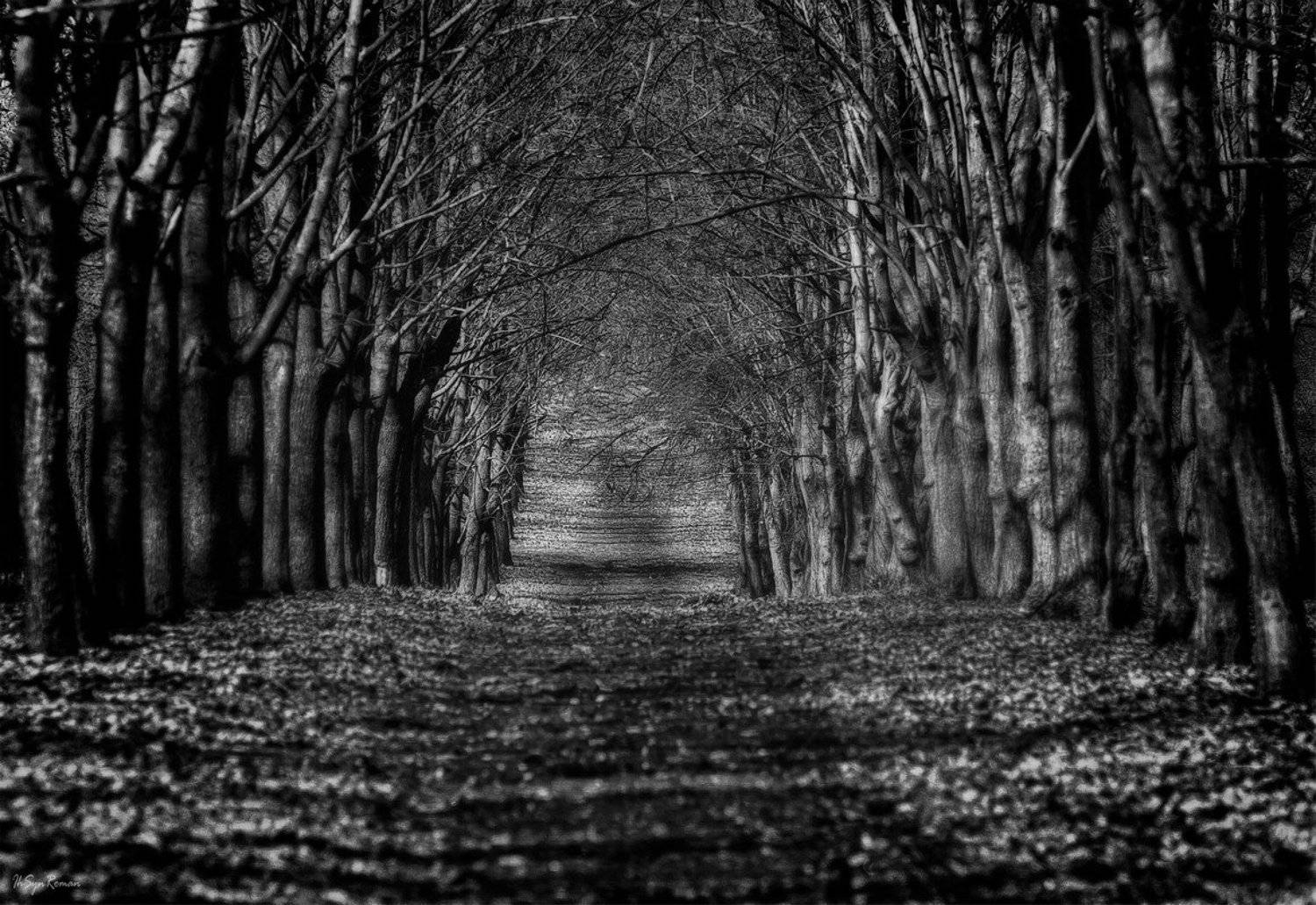 осень,ноябрь,аллея,парк,тропинка, Roma Krasov ( Chitinskiy )