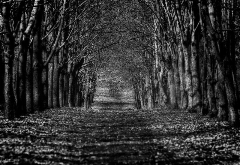 осень,ноябрь,аллея,парк,тропинка *** фото превью