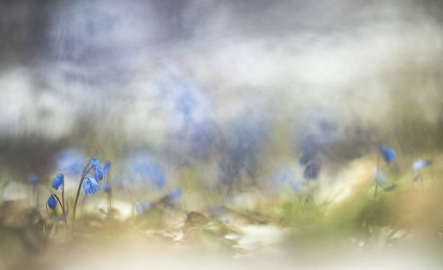 пролески, свет, краски, весна, апрель, цветы, акварель, воронеж,, Геннадий Мещеряков