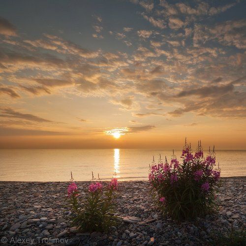 Утренний иван-чай