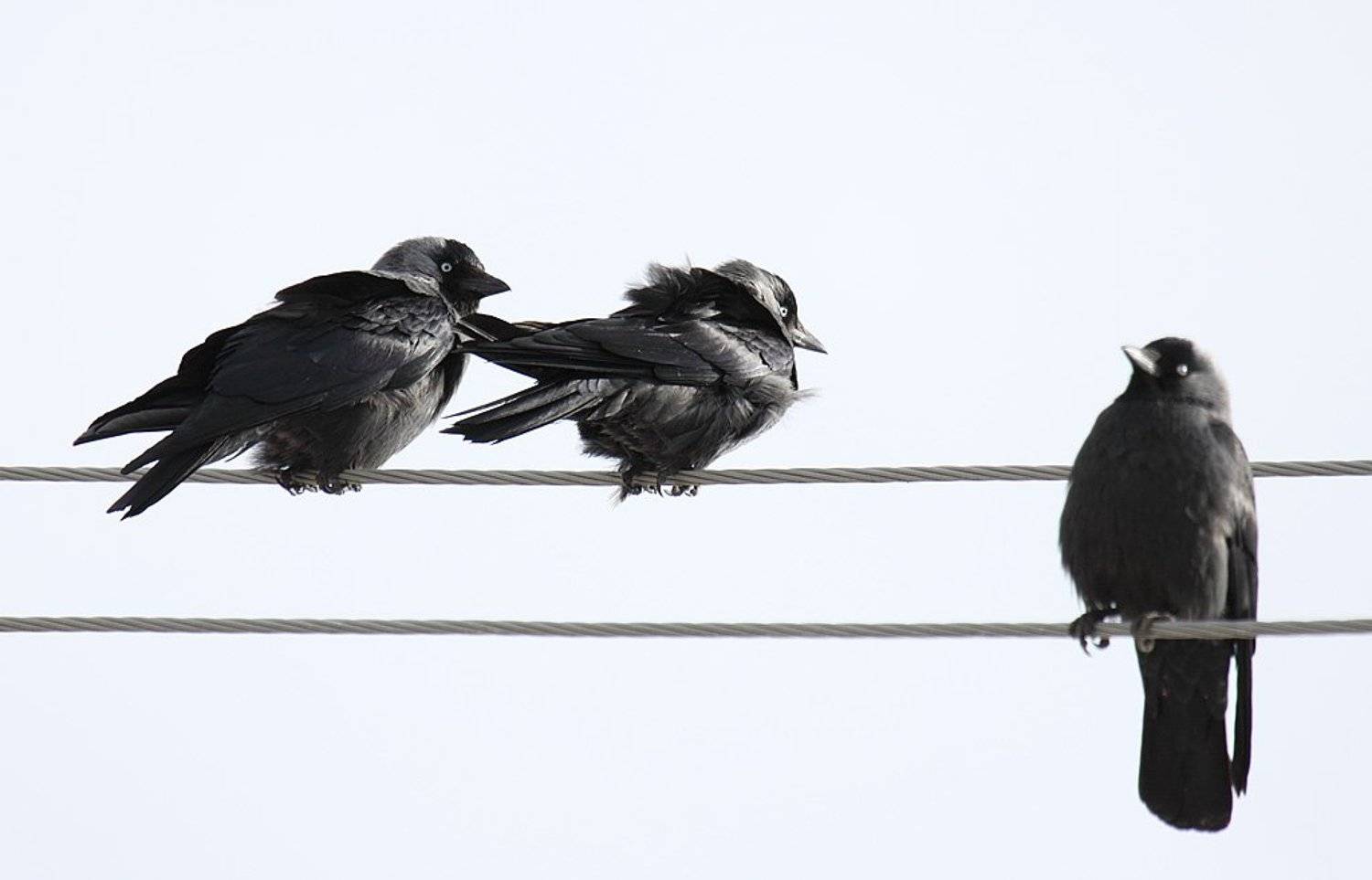 , Сергей Таланов