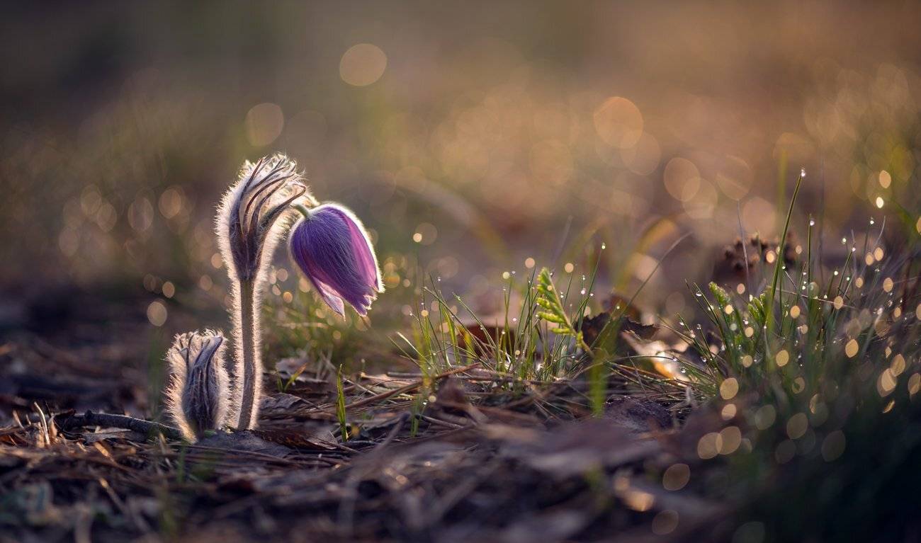 сон-трава, апрель, капли, утро, рассвет, Галанзовская Оксана