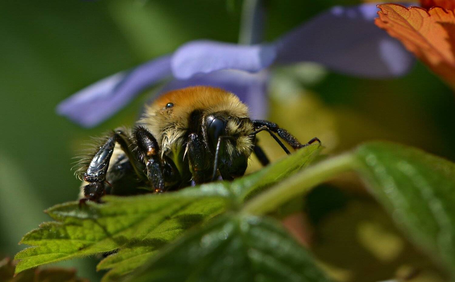 природа, макро, шмель, Неля Рачкова