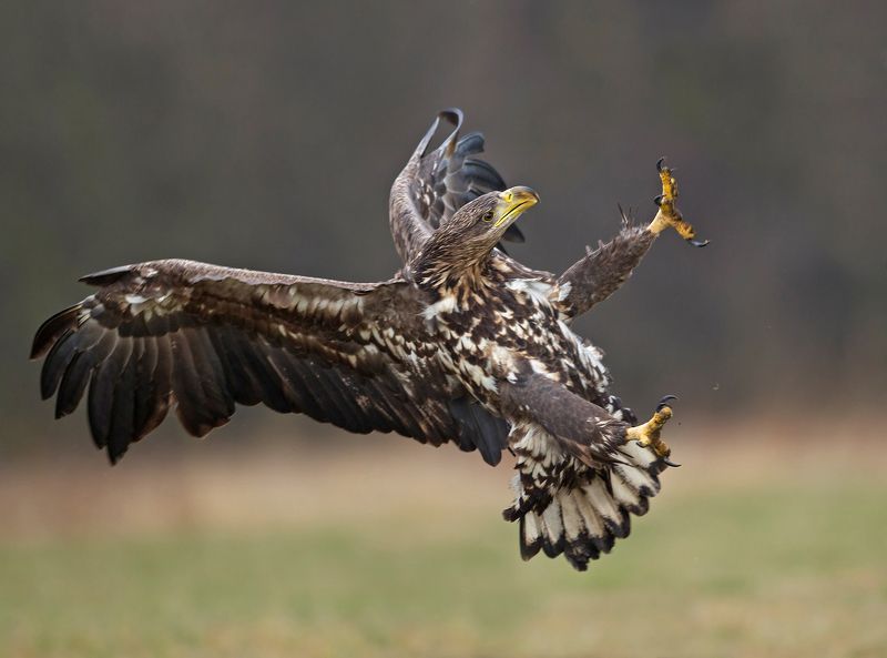 eagle фото превью