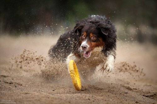 Australian Shepherd