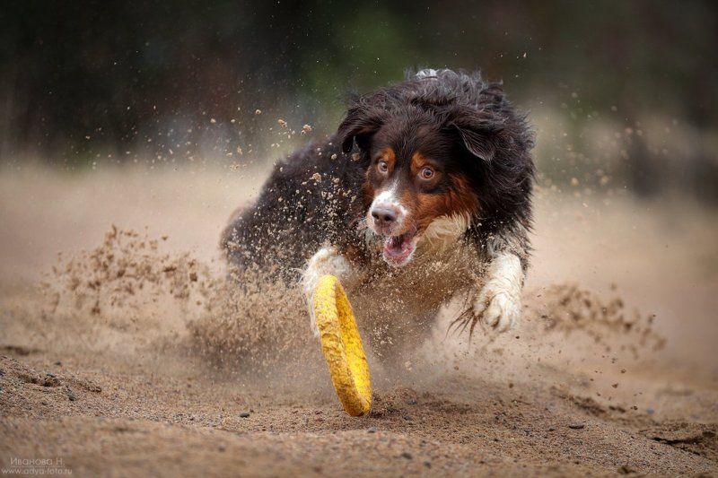 Australian Shepherd