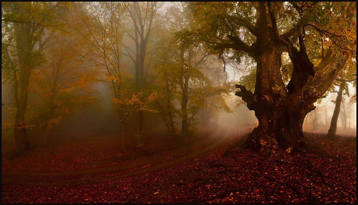 , Владимир Метцгер