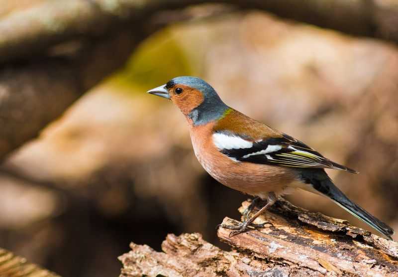 Зяблик фото превью