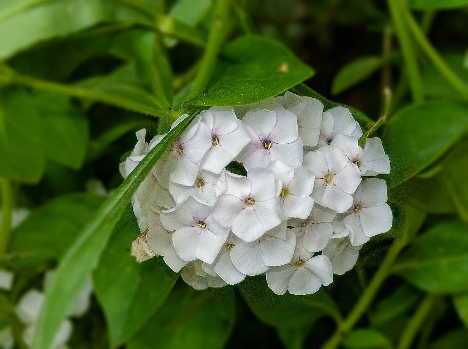 , Владимир Гамаюнов