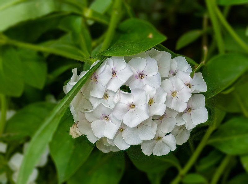 Флоксы фото превью