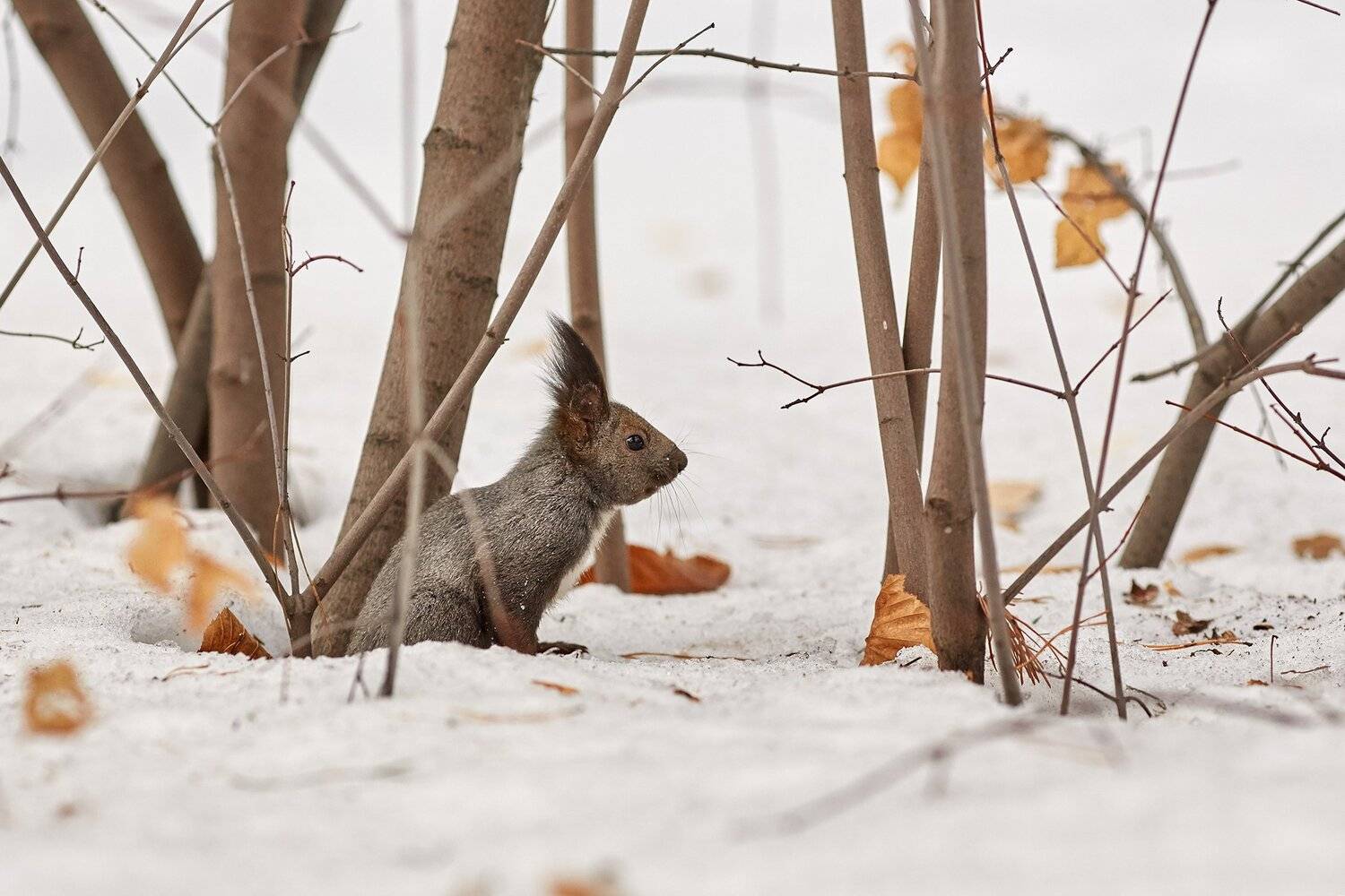 природа, белки, Цвелёв Дмитрий