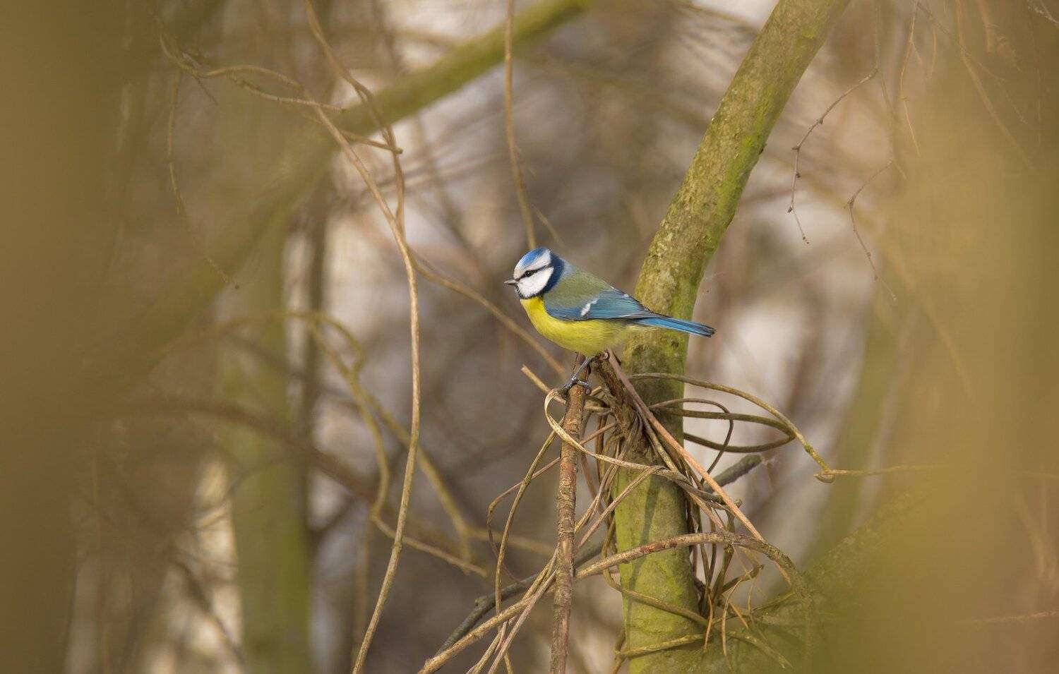 cyanistes caeruleus, лазоревка, болото, заросли, птица, акцент, пёстрая, зима, Ксения Соварцева