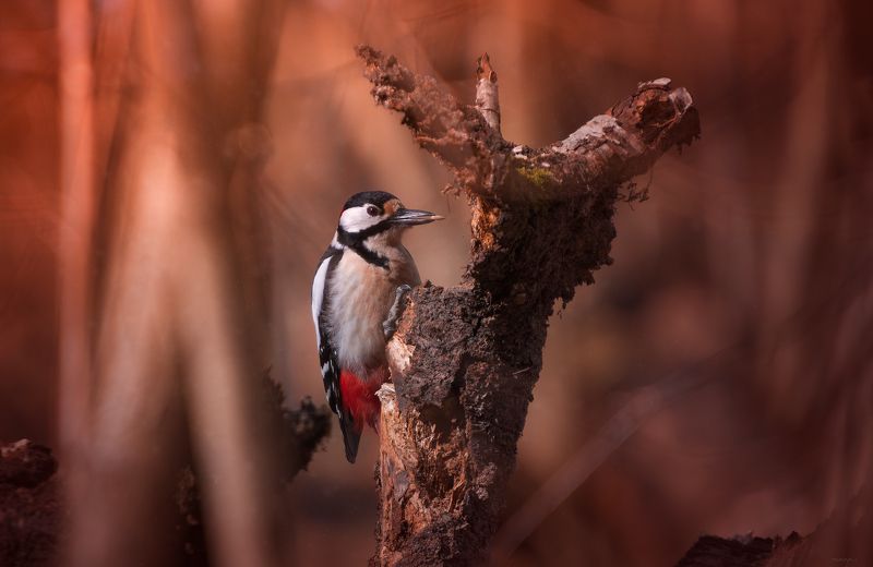Лесной труженик фото превью