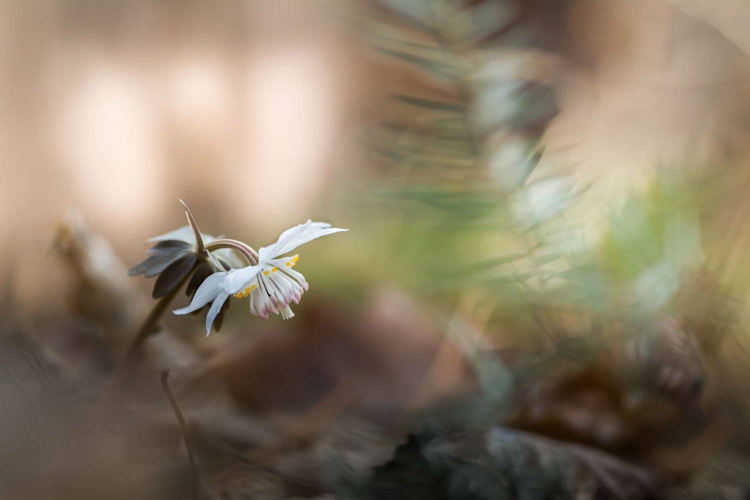 , Шинкарева Елена