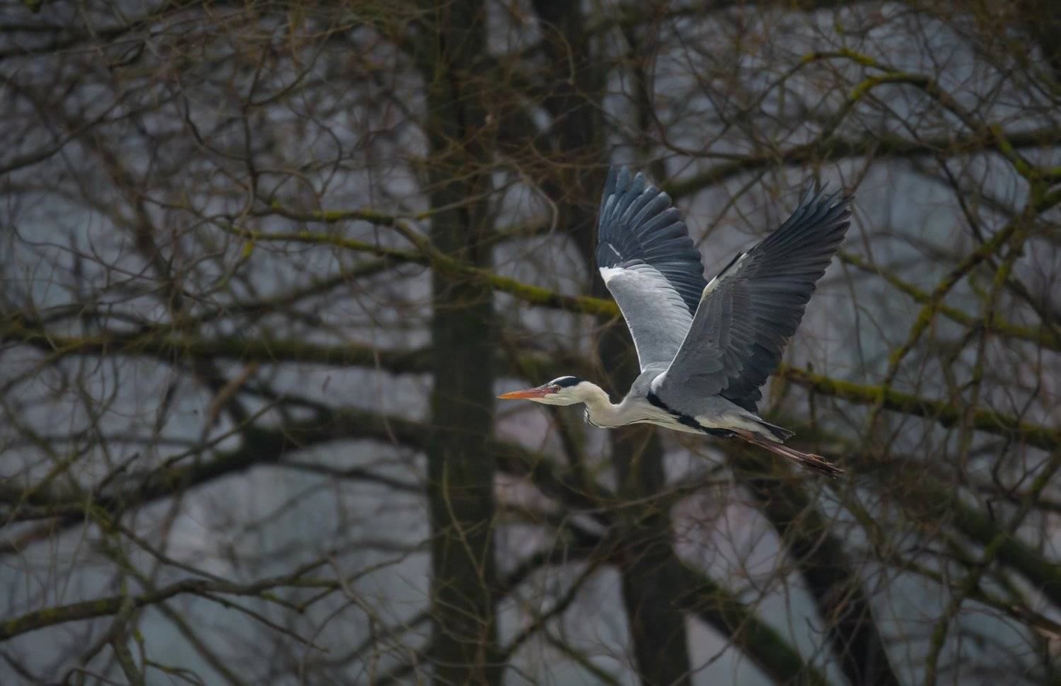 птица, серая цапля, весна, москва река, деревья, полёт, ardea cinerea, первая, ветви, Ксения Соварцева
