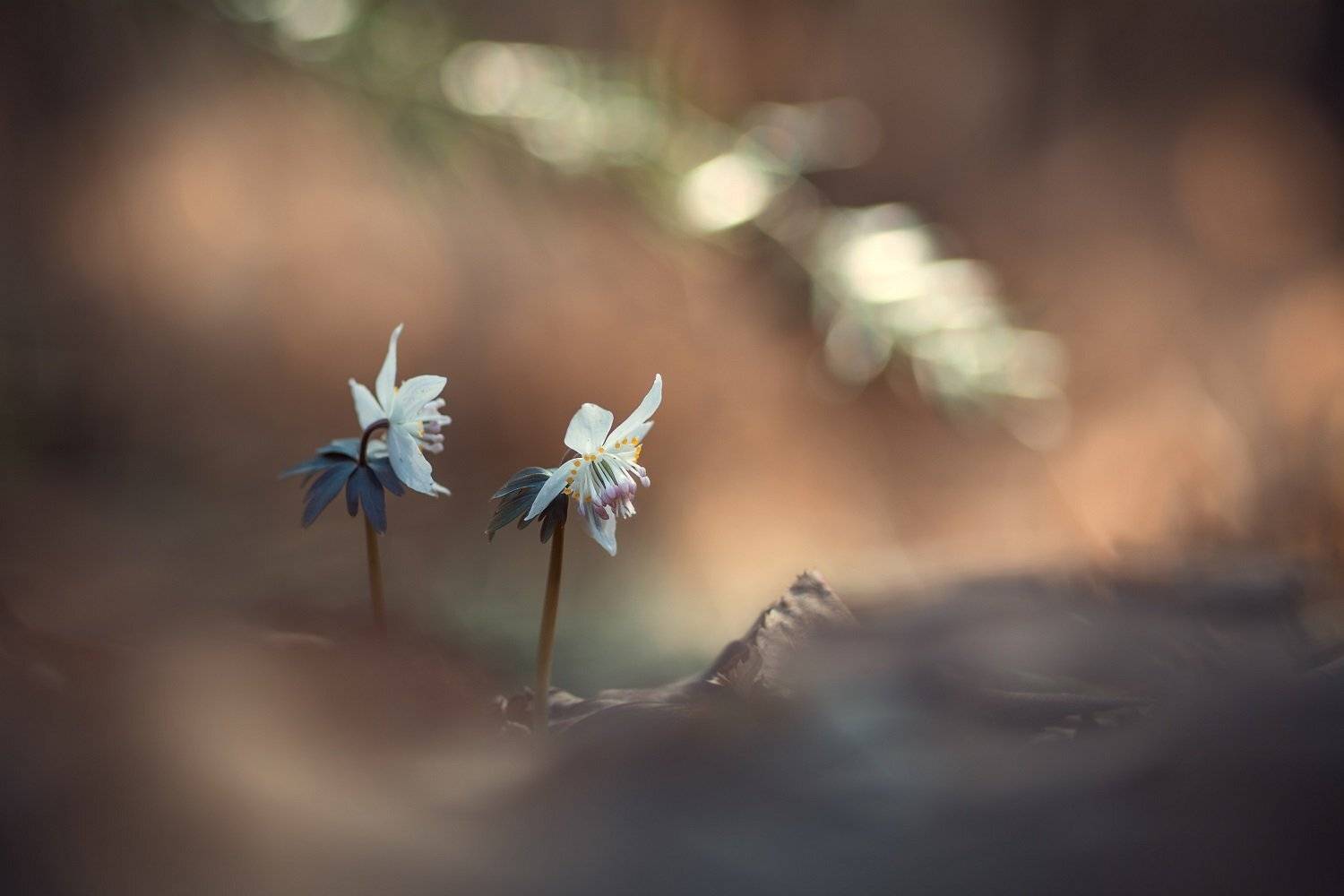весенник звездчатый, цветы, приморье, Шинкарева Елена