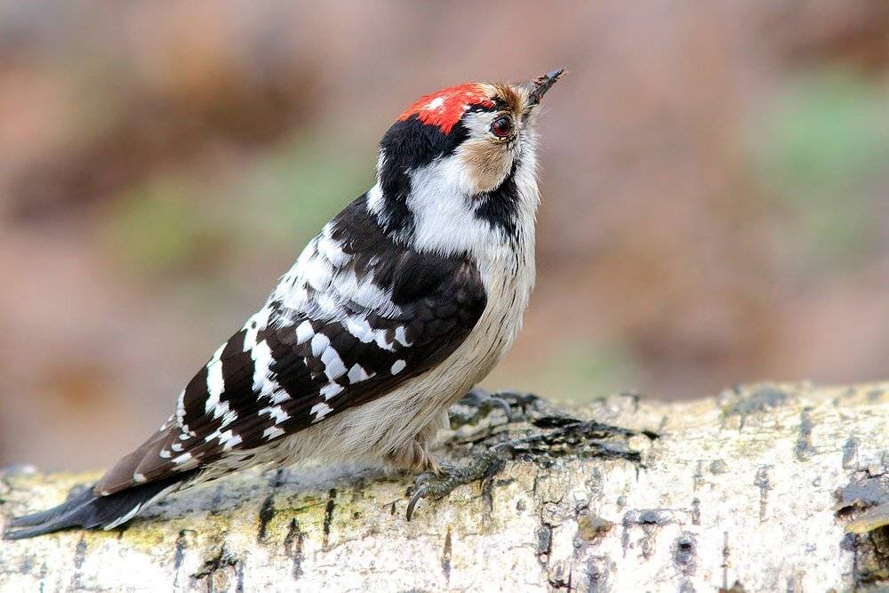 , Михаил Крюков