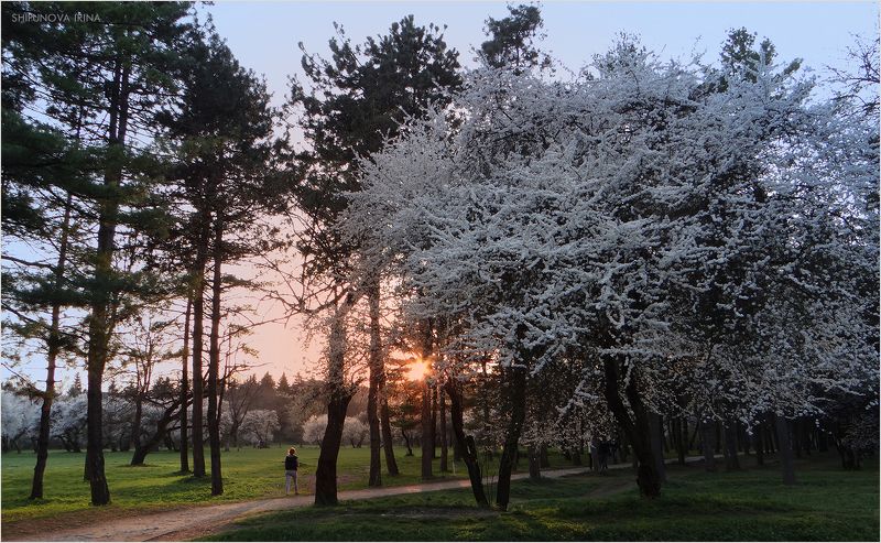 Цветущий май фото превью