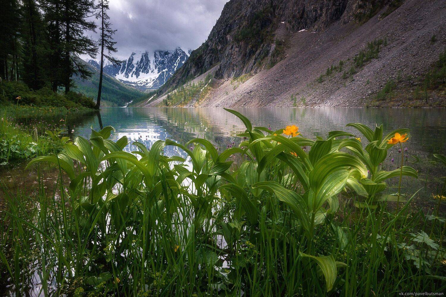 алтай, озеро, шавлинское, горы, лето, путешествие, залив, вода, берег, цветы, Павел Силиненко